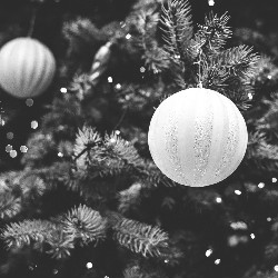 Christmas tree close-up
