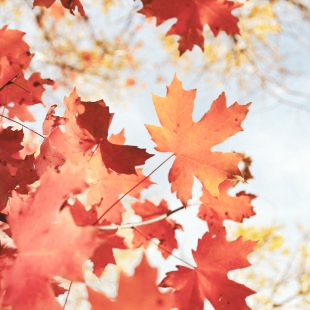 Stock photo of autumn leaves against a bright blue sky.